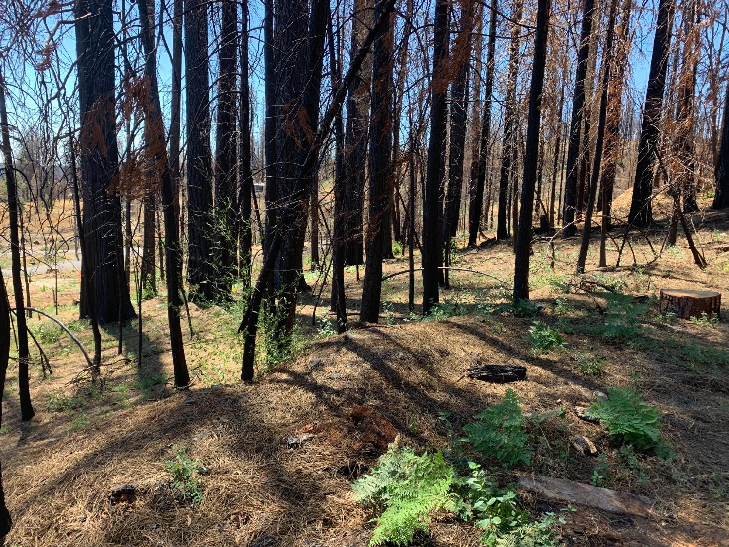 Photo of 7206 Winding Wy in Grizzly Flats, CA