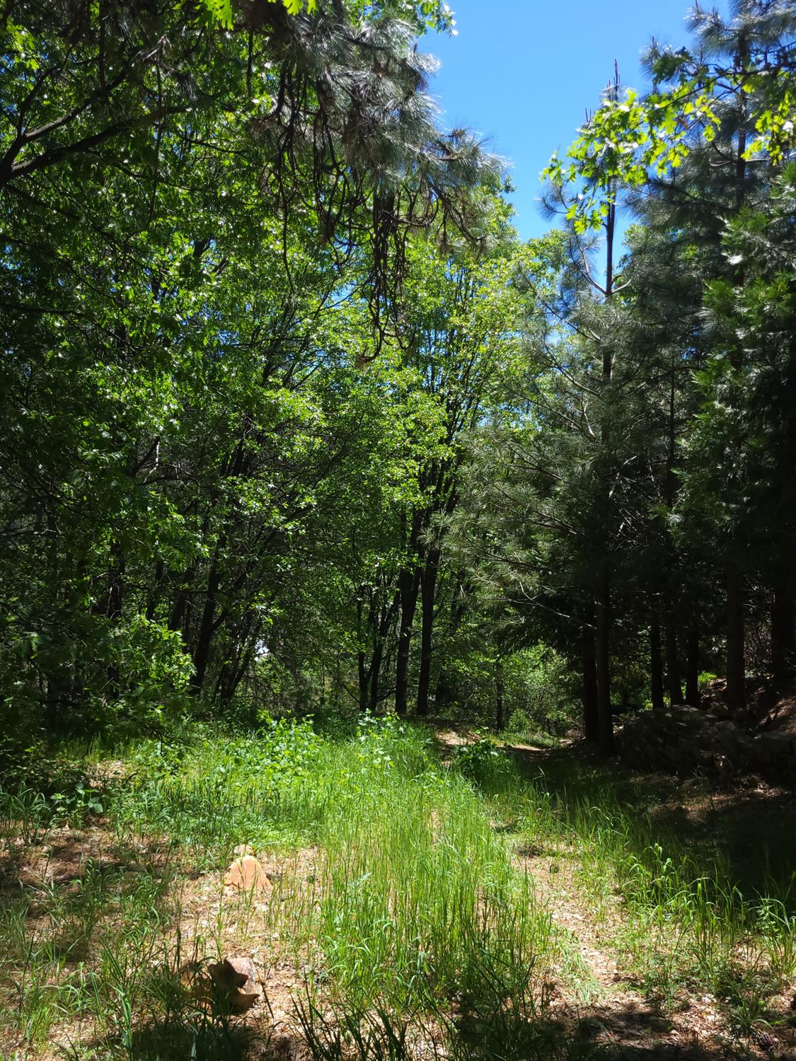 Cedar Drive, Hathaway Pines, California image 8