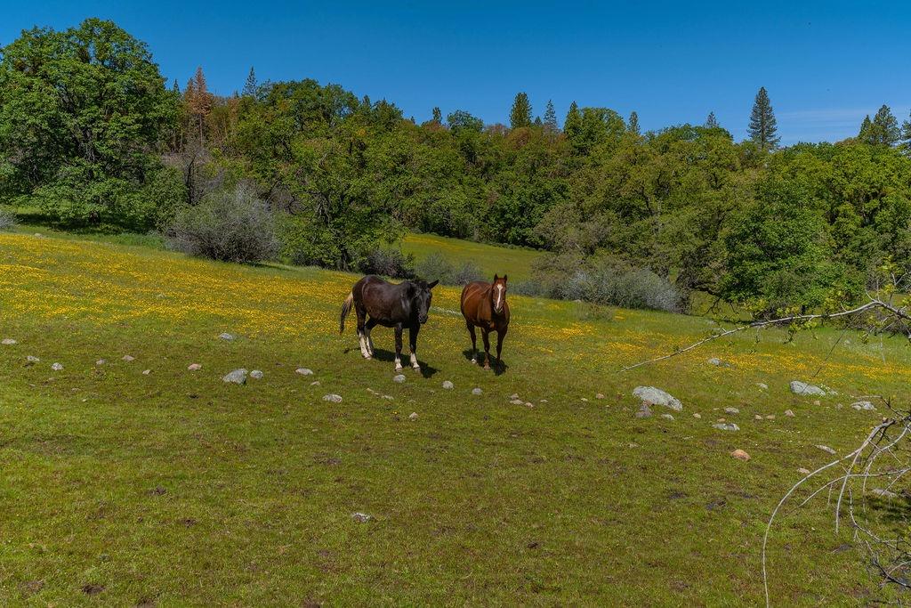 Schaefer Ranch Rd, Pioneer, California image 6