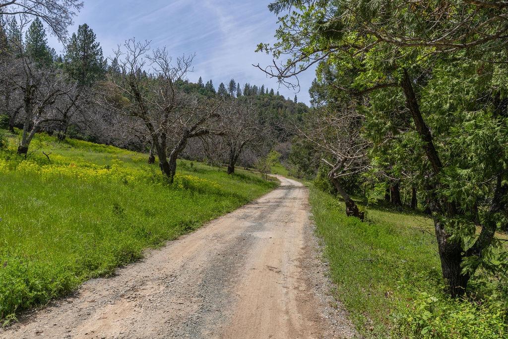 Schaefer Ranch Rd, Pioneer, California image 5