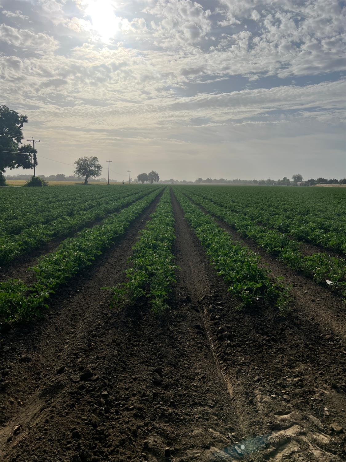 Photo of 38067 County Rd 17 in Woodland, CA