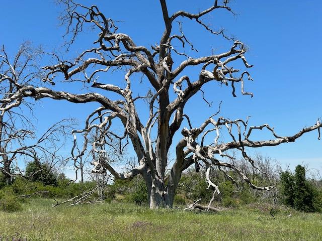 Maranatha Lane, Mokelumne Hill, California image 4