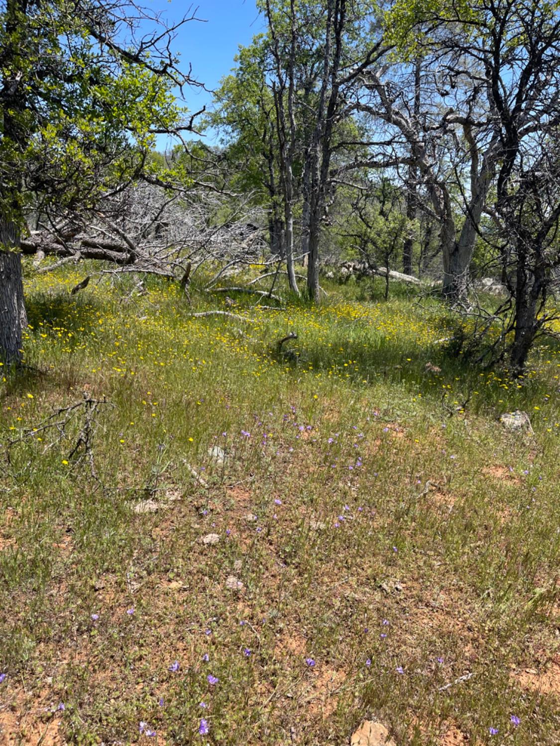 Schilling Court, Coulterville, California image 33