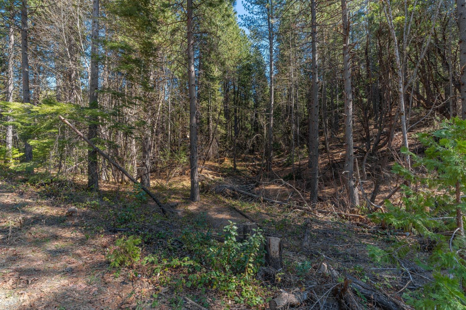 Photo of 20461 Chaparral Dr in Pioneer, CA