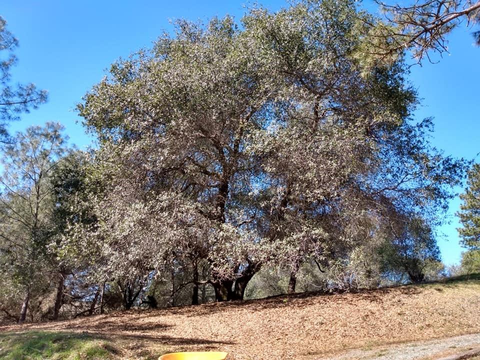 Red Mule Road, Fiddletown, California image 2