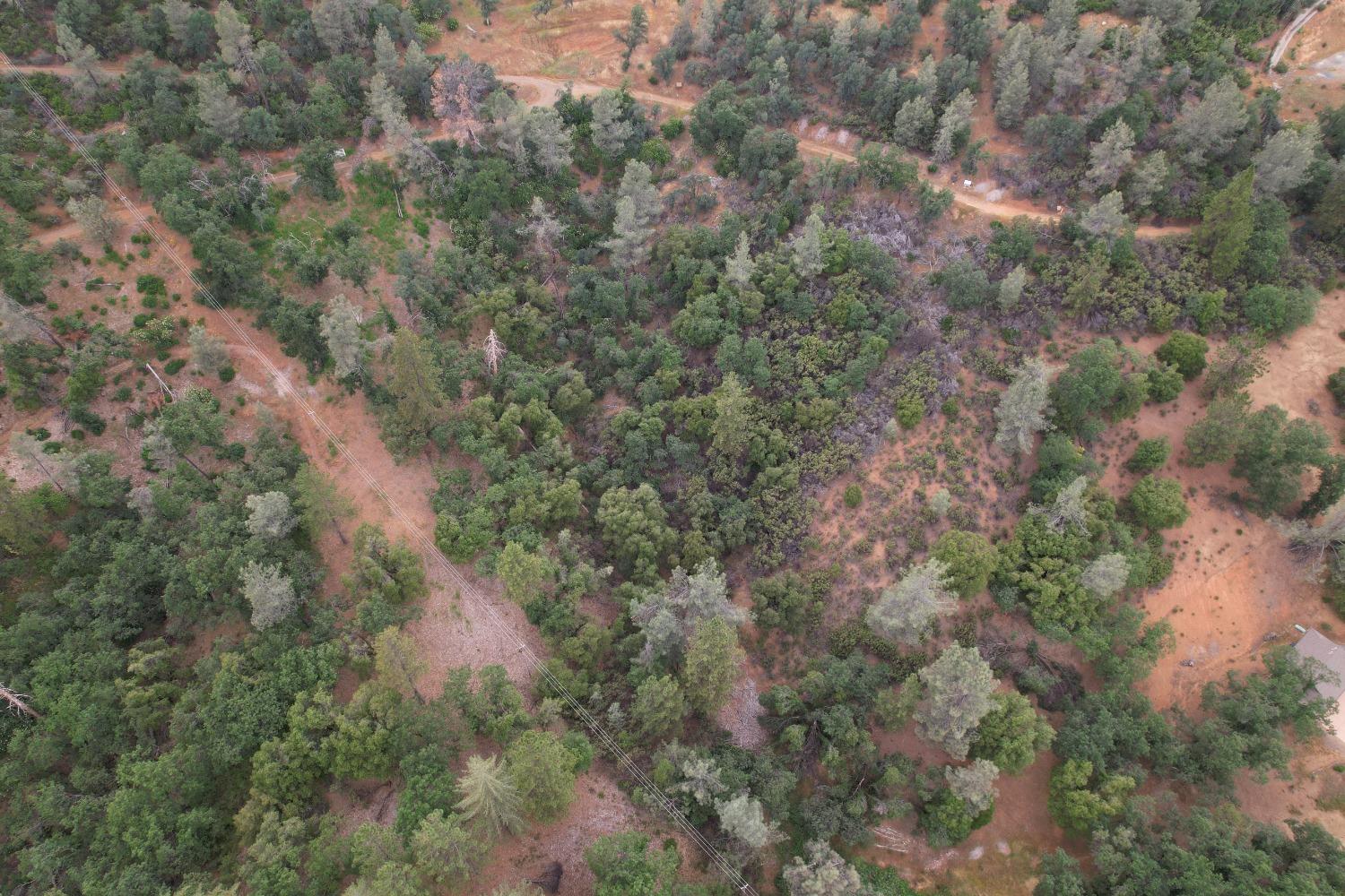 Coyote Hill, Colfax, California image 3