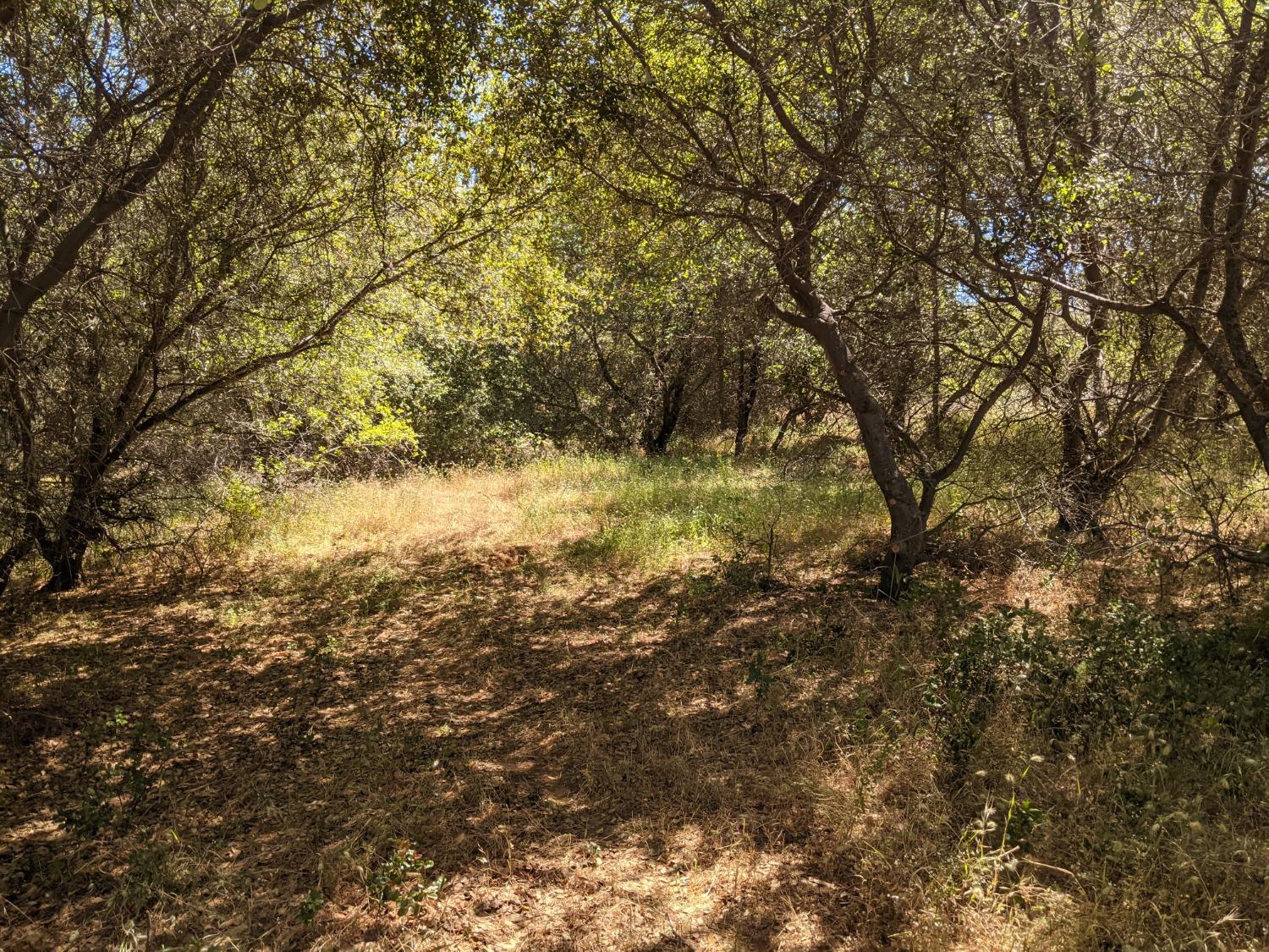 Moran Court, Auburn, California image 9
