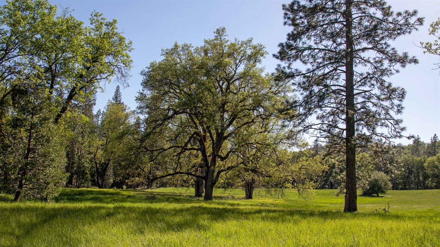 TBD Forest Road Fr2n07, Long Barn, California image 4