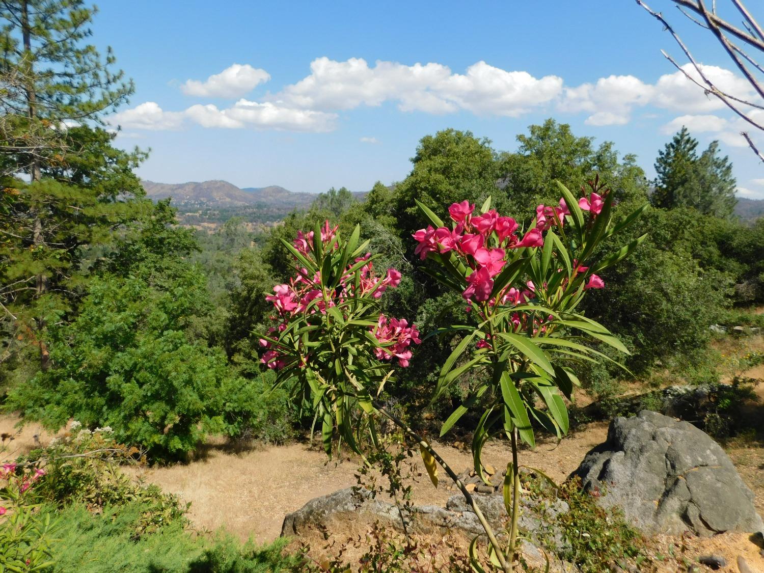 Clouds Rest Road, Mariposa, California image 13