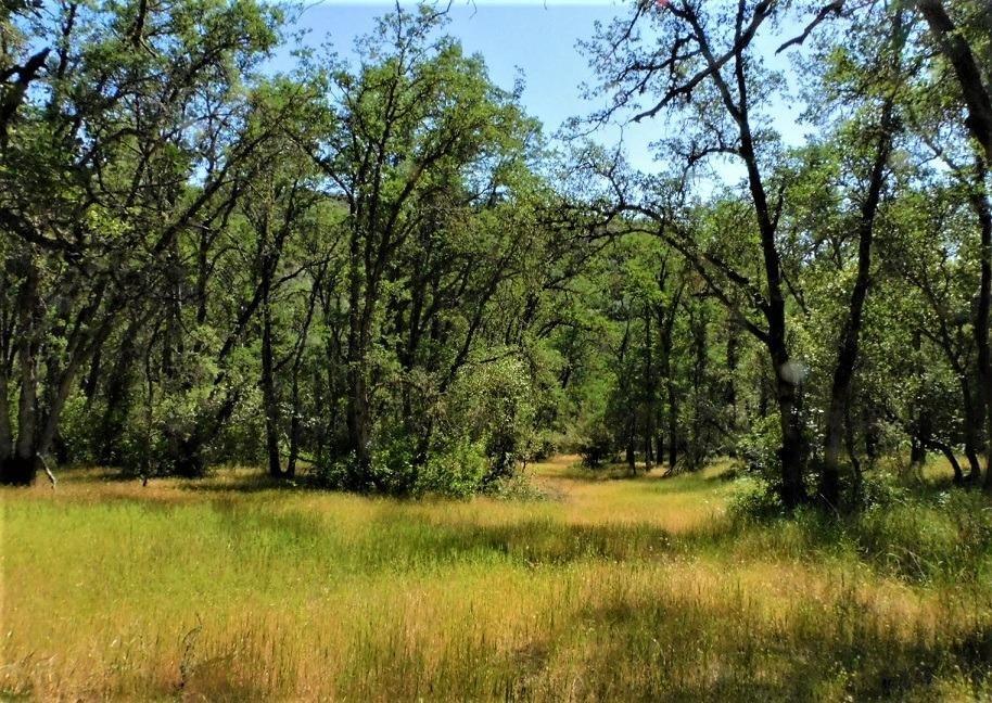 Union Mine Road, El Dorado, California image 15