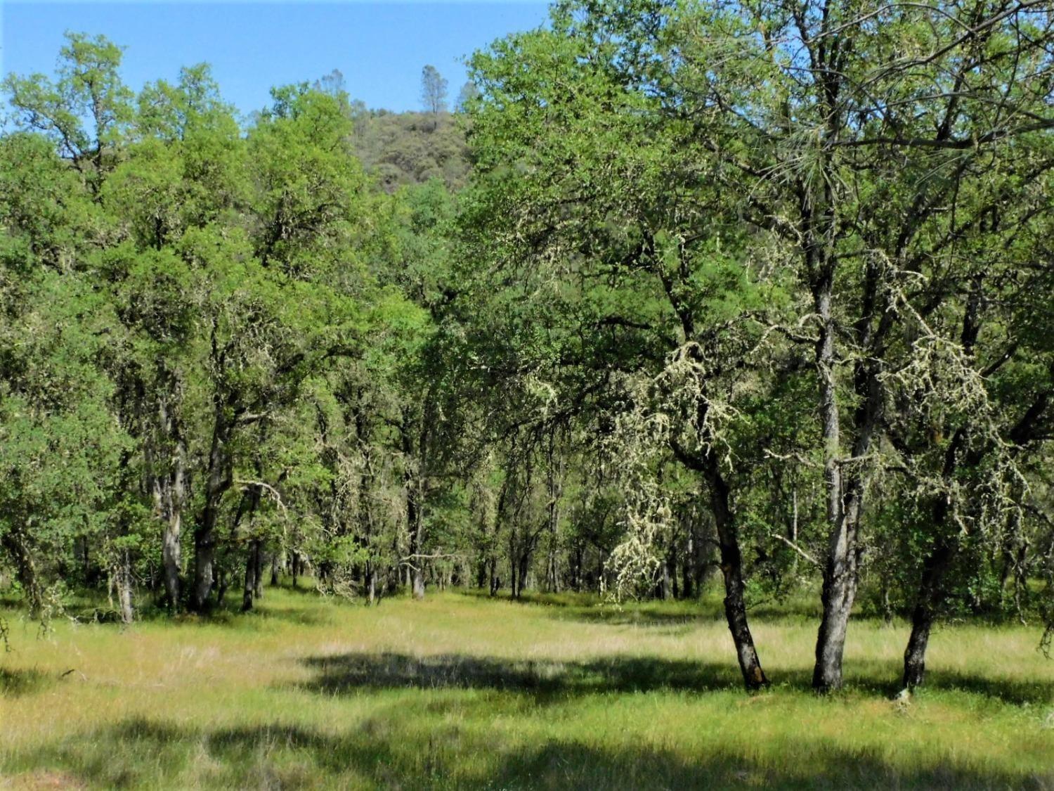 Union Mine Road, El Dorado, California image 18