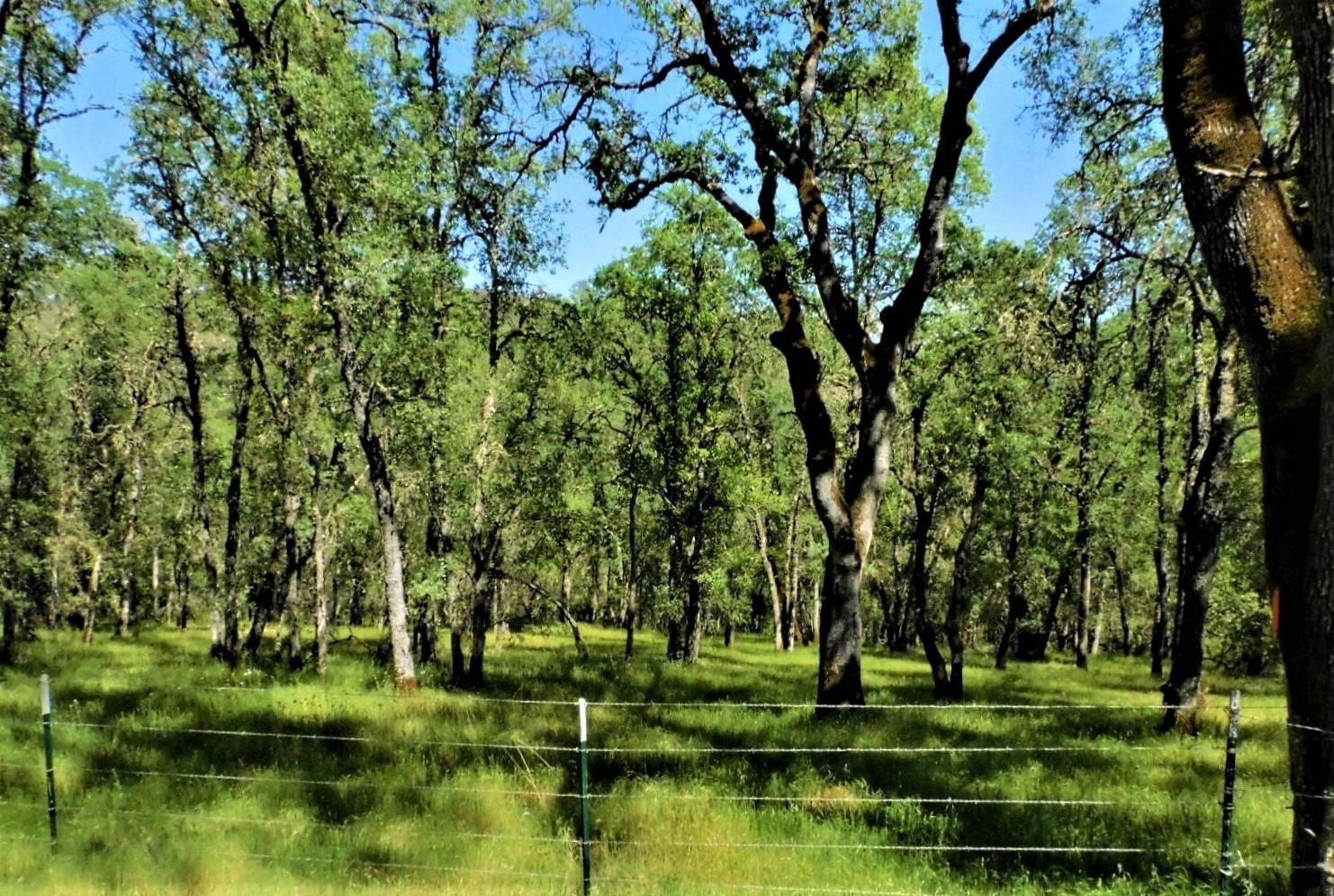 Union Mine Road, El Dorado, California image 19