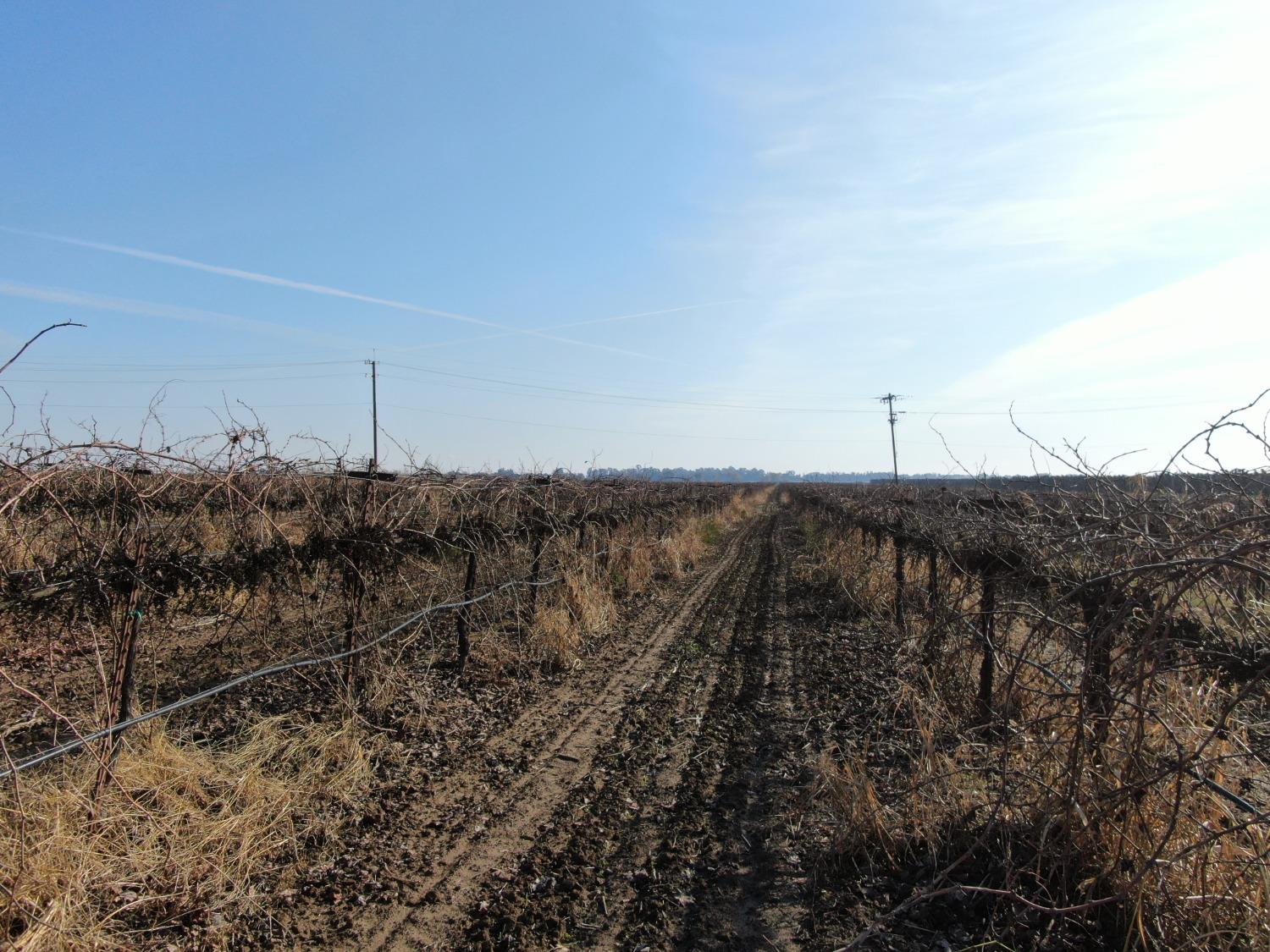 Grand Island Road, Walnut Grove, California image 6