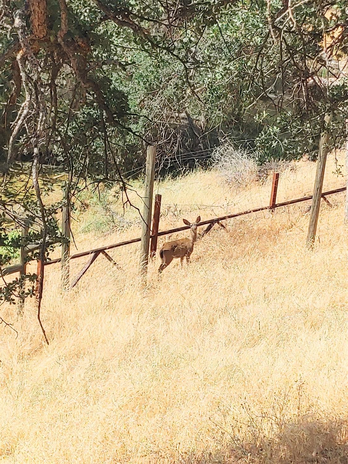 Coyote, Stonyford, California image 18