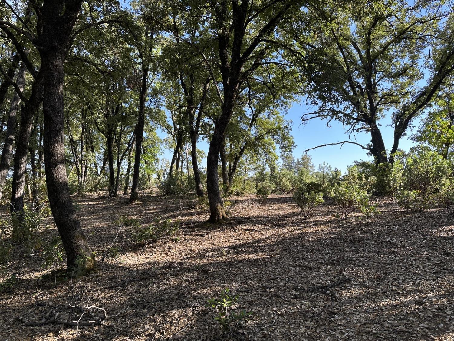 Petersen Ranch Drive, Pine Grove, California image 7