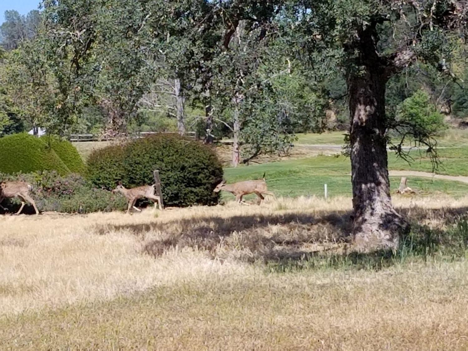 Selkirk Ranch Road, Angels Camp, California image 2