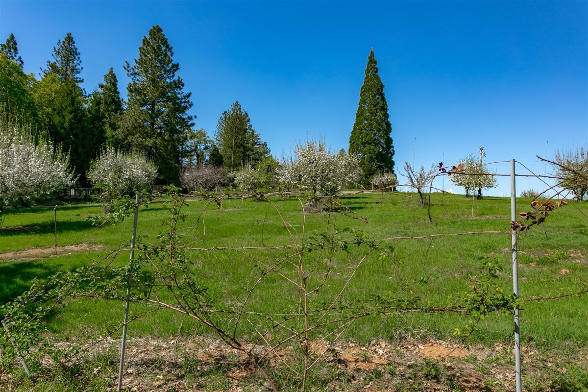 Apple Vista Lane, Camino, California image 32