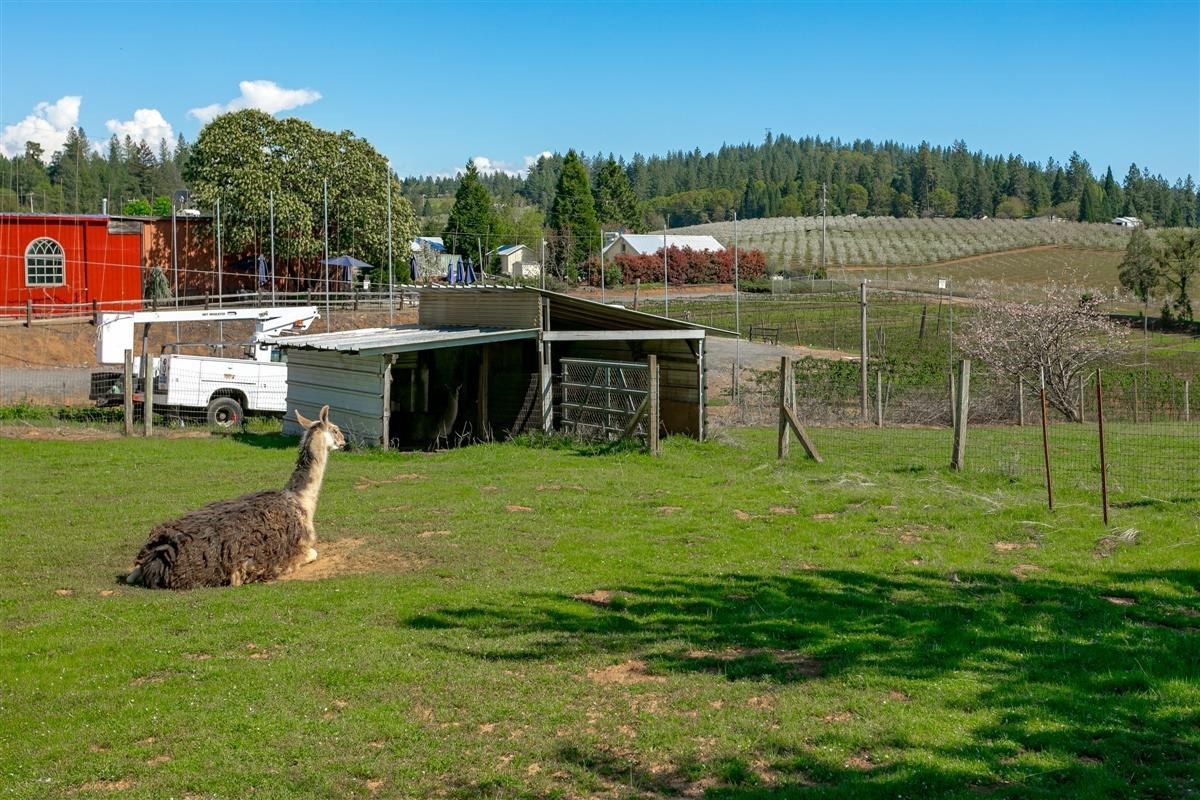 Apple Vista Lane, Camino, California image 7