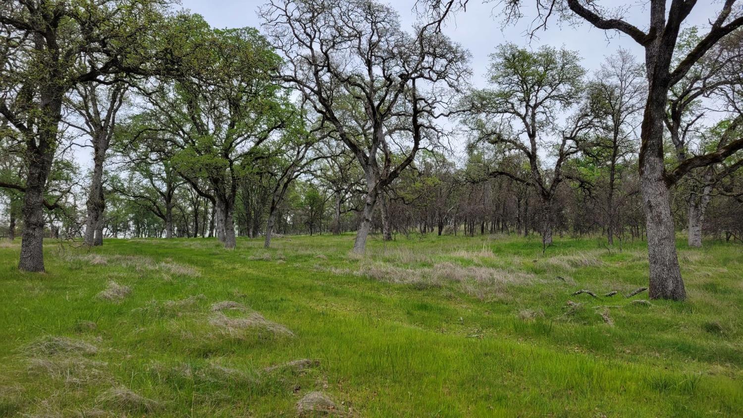 Bald Mountain Road, Browns Valley, California image 28