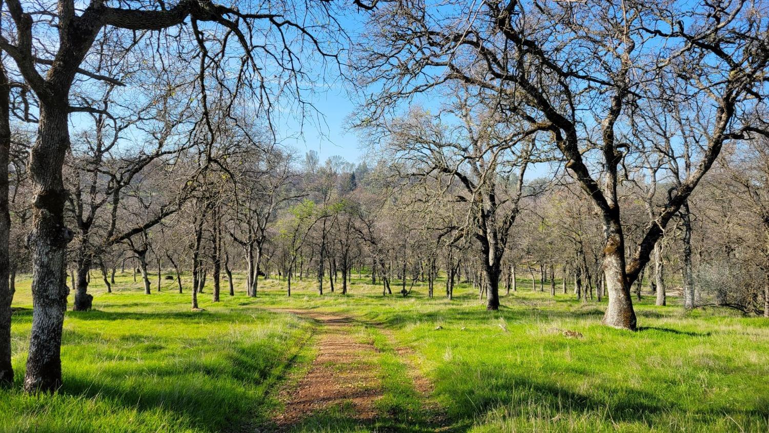 Bald Mountain Road, Browns Valley, California image 5