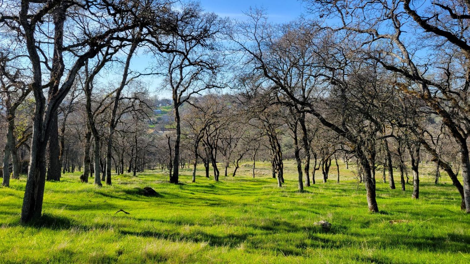 Bald Mountain Road, Browns Valley, California image 7