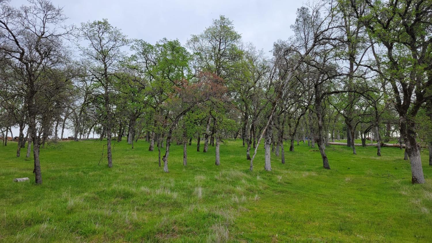 Bald Mountain Road, Browns Valley, California image 22