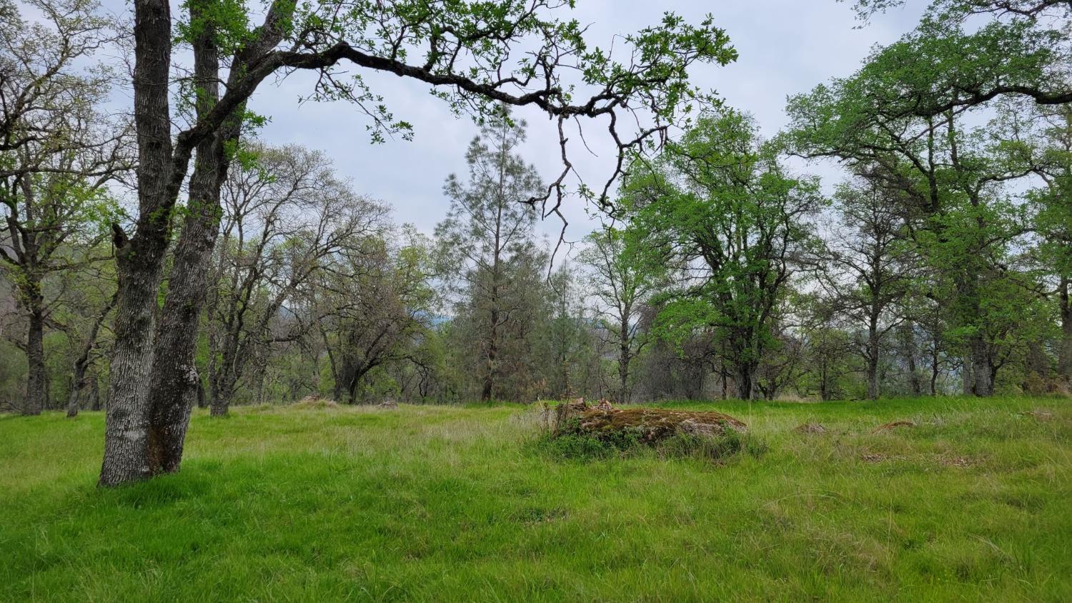 Bald Mountain Road, Browns Valley, California image 16