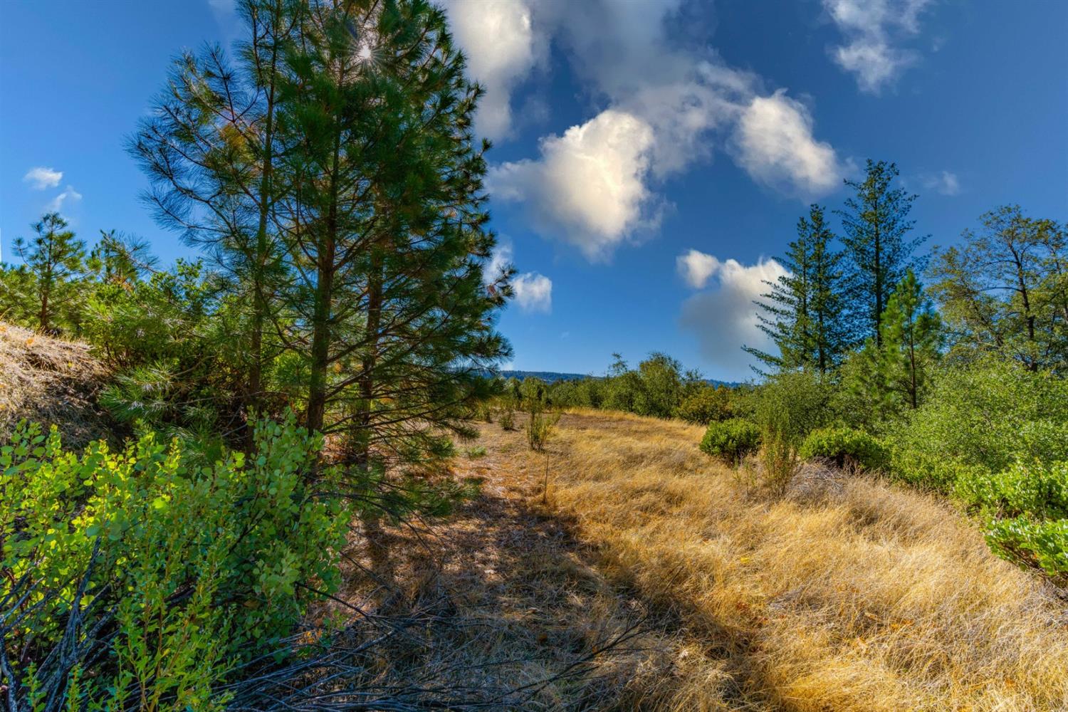 Wildlife Trail, Fiddletown, California image 10