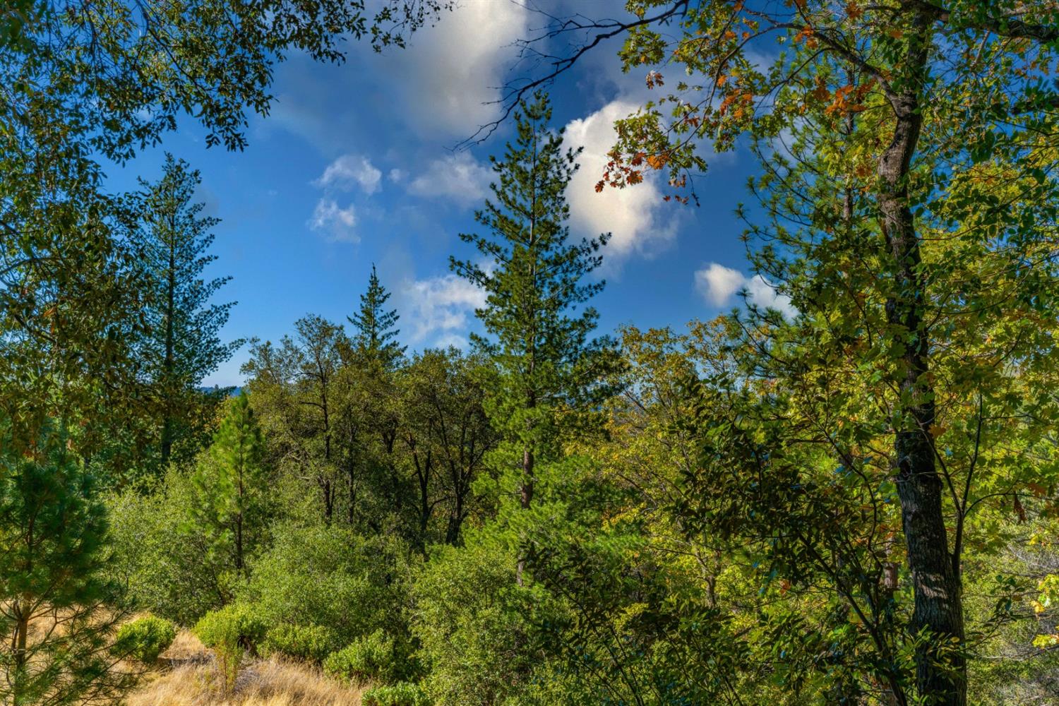 Wildlife Trail, Fiddletown, California image 6