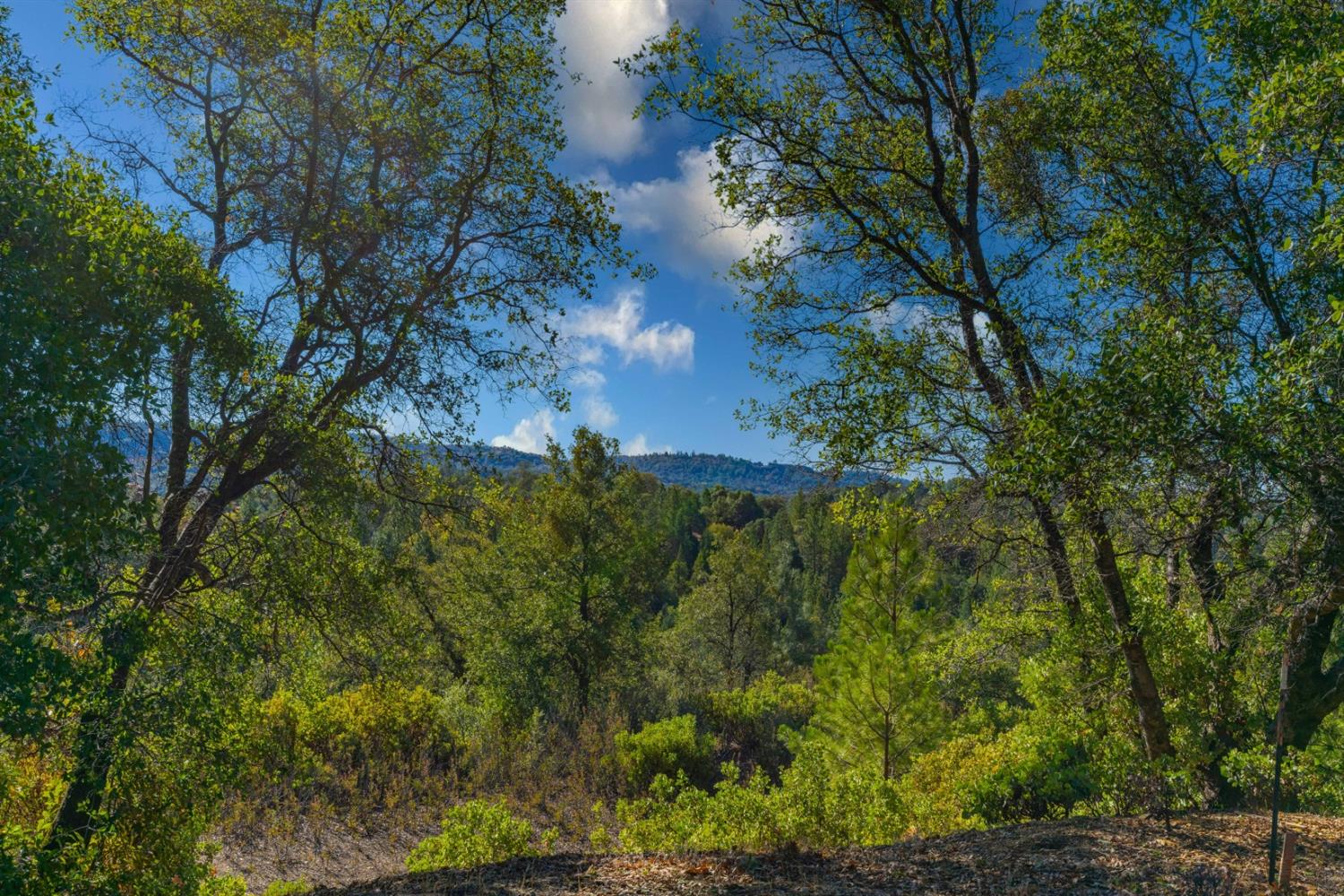 Wildlife Trail, Fiddletown, California image 4