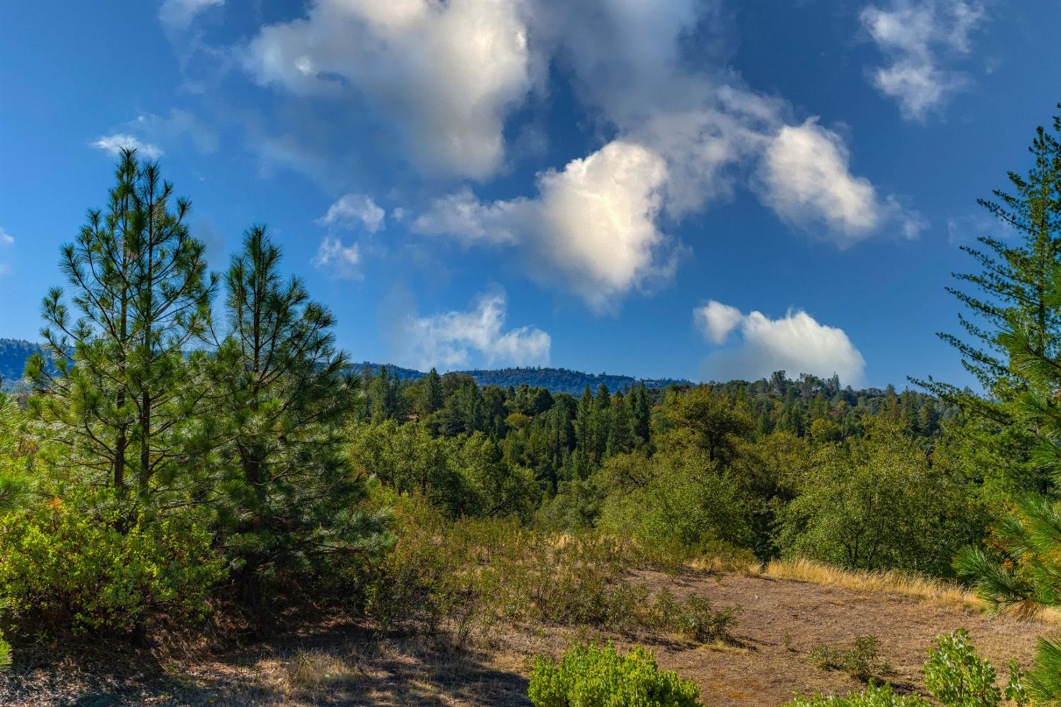 Wildlife Trail, Fiddletown, California image 1