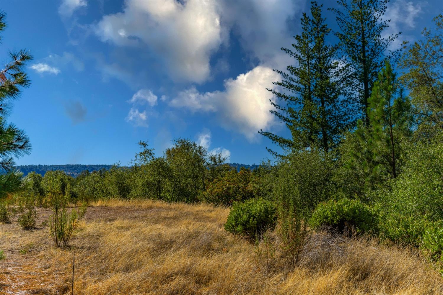 Wildlife Trail, Fiddletown, California image 8