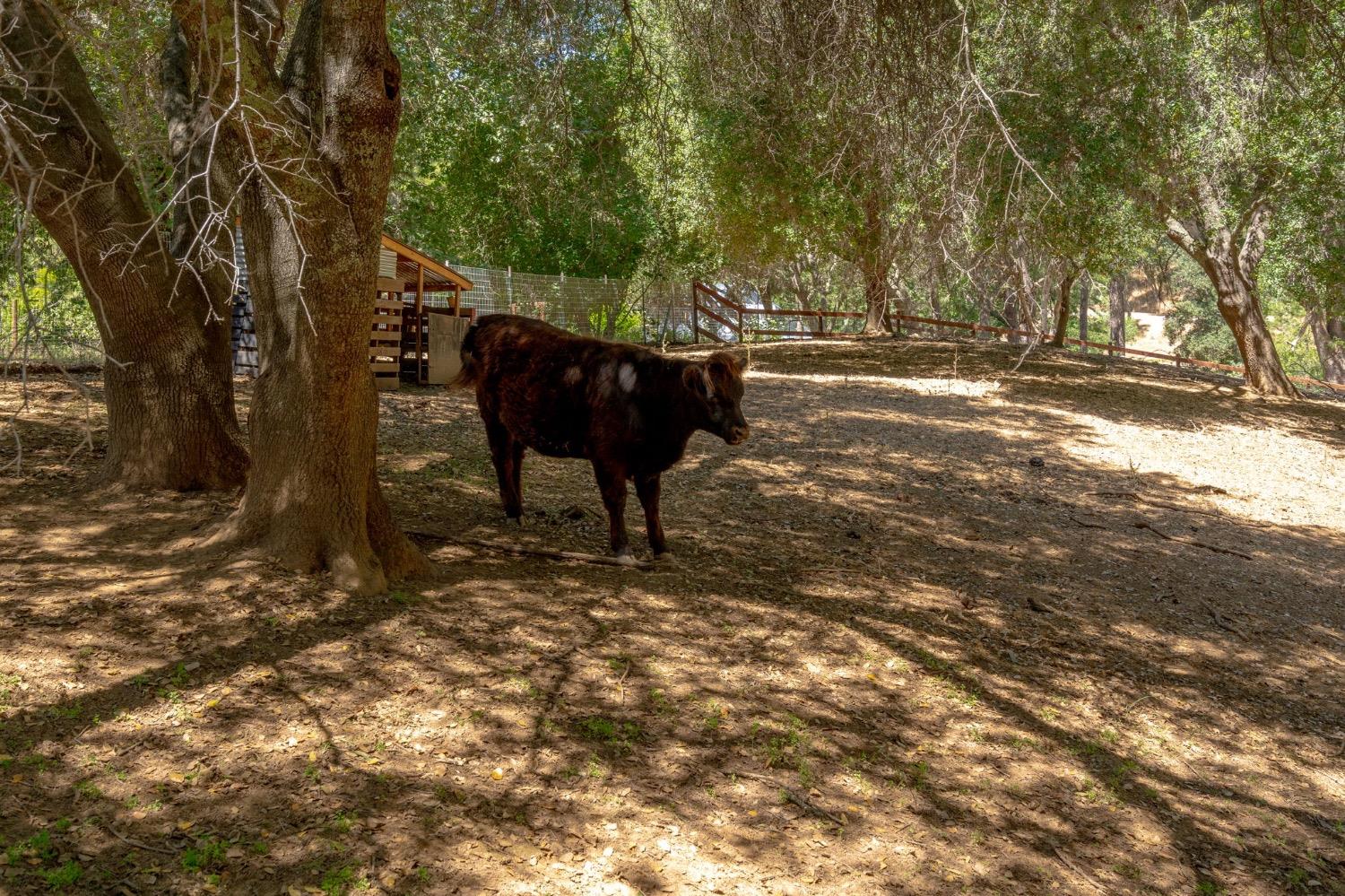 Saint Garth Way, Shingle Springs, California image 42