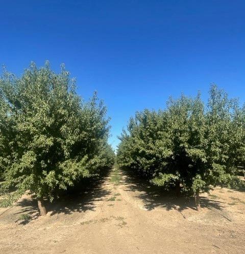 Shy Street, Gustine, California image 12