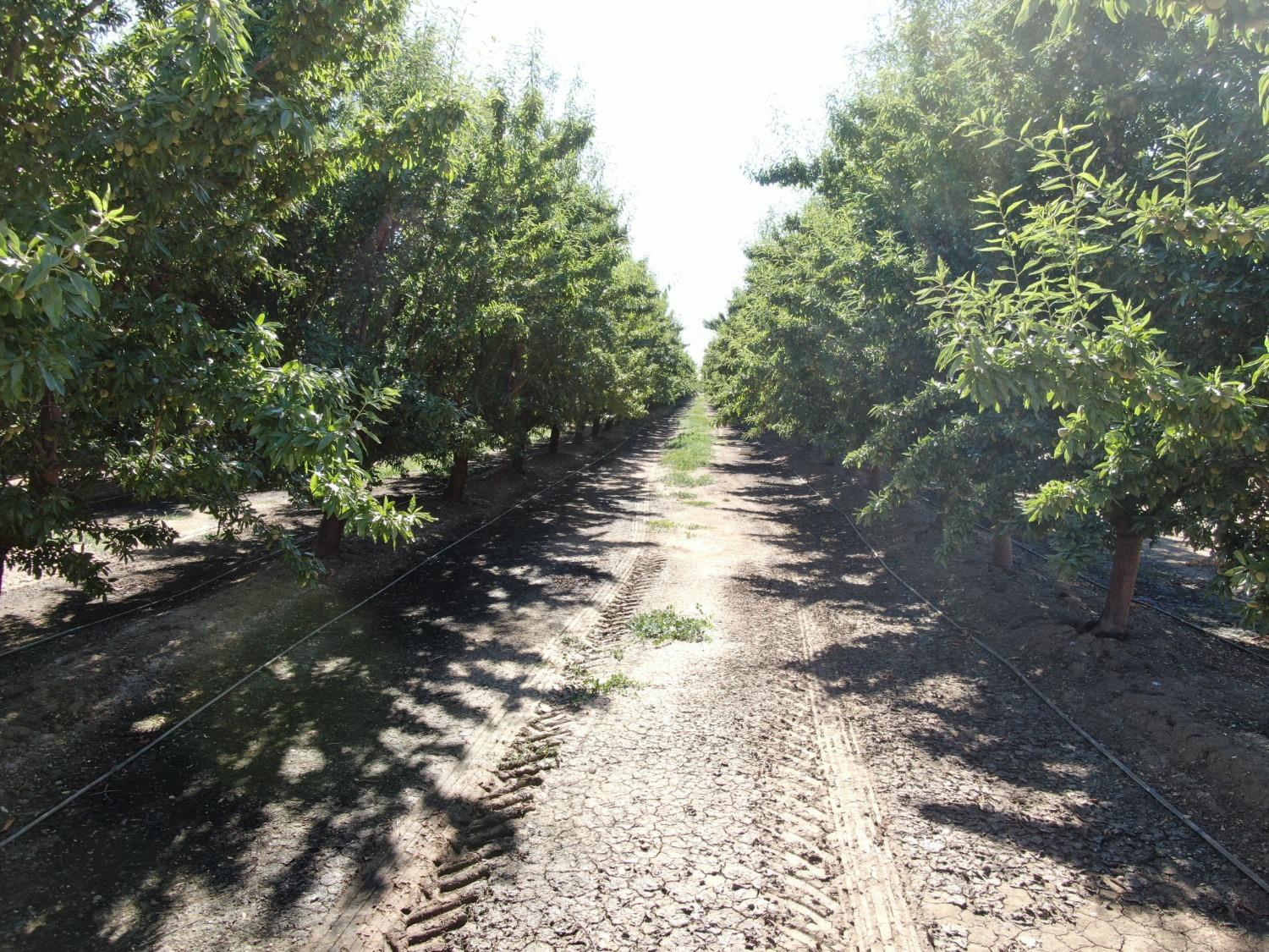 Shy Street, Gustine, California image 4