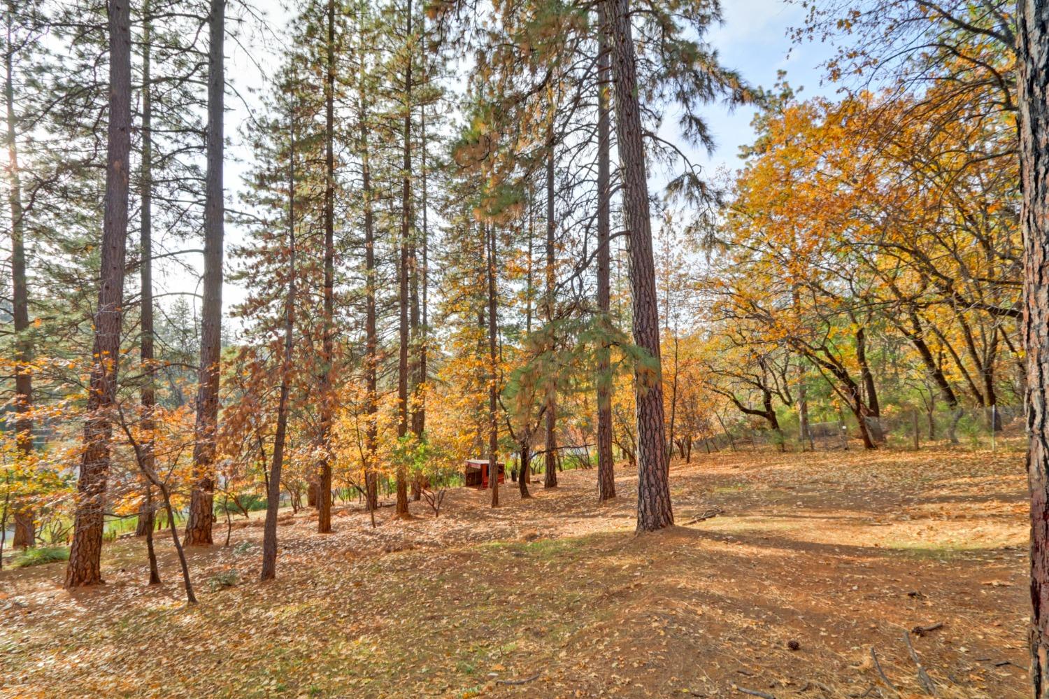 Hidden Meadow Way, Applegate, California image 17