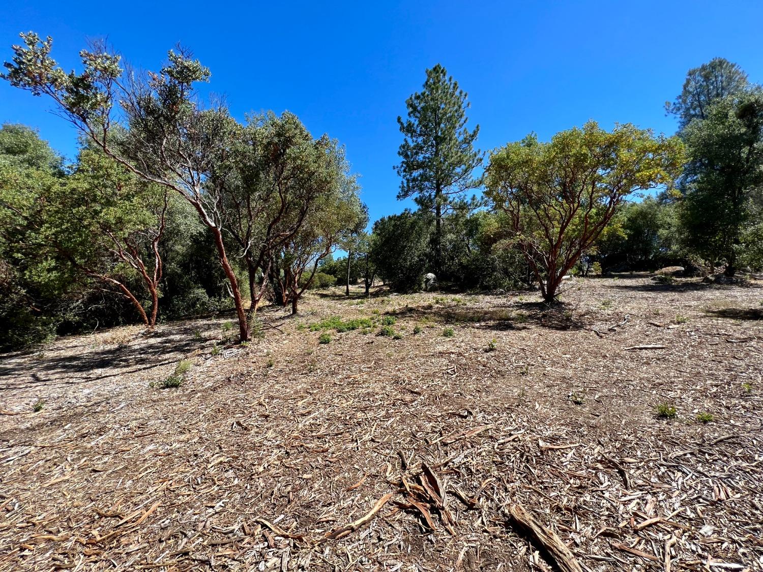 Emigrant Trail, River Pines, California image 19