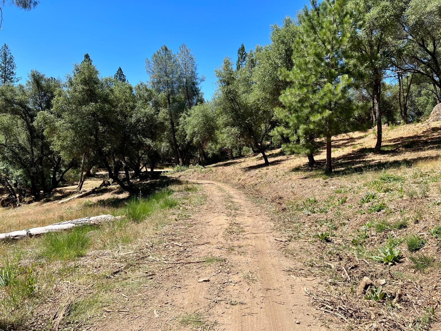 Emigrant Trail, River Pines, California image 35