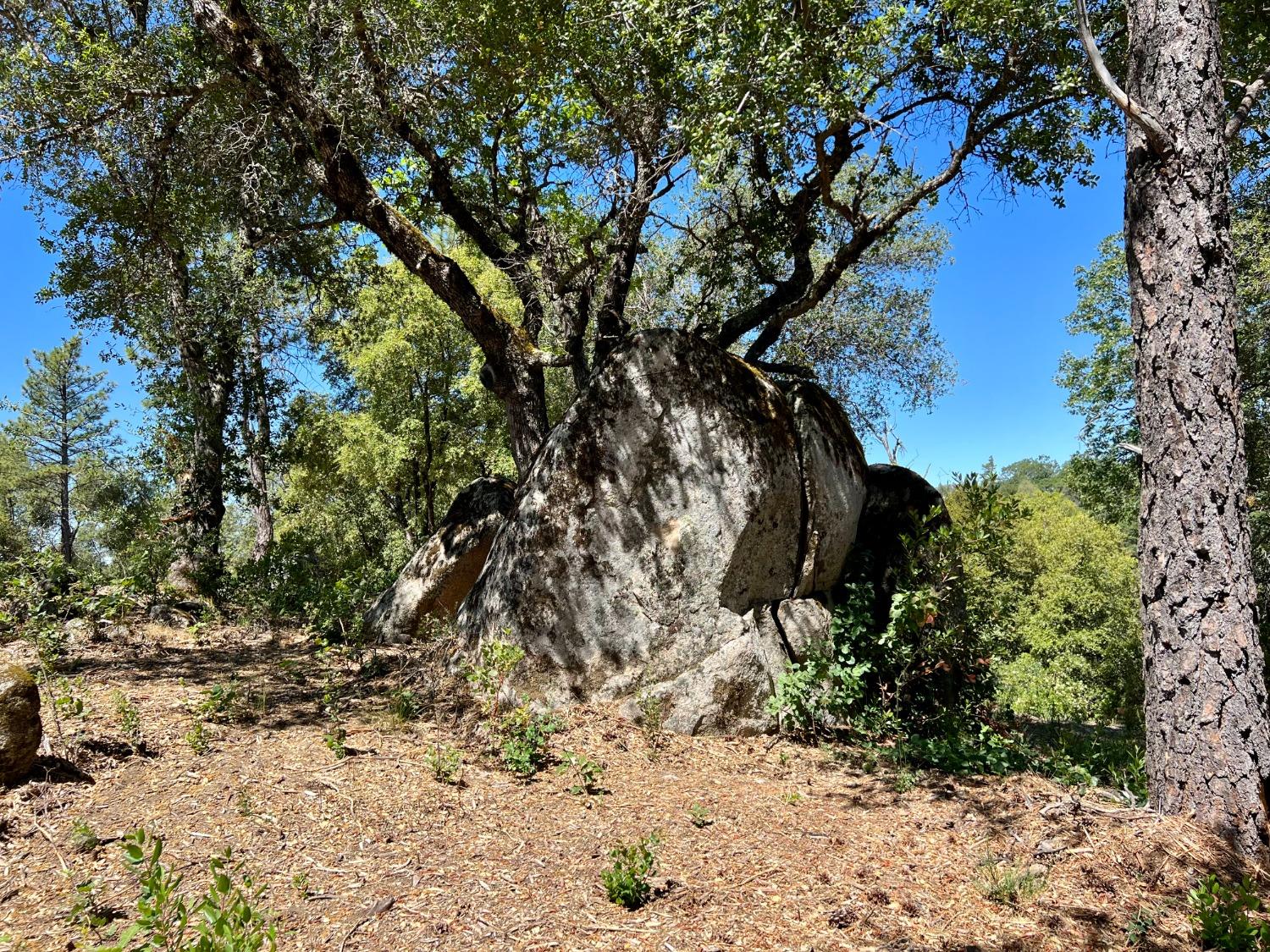 Emigrant Trail, River Pines, California image 46