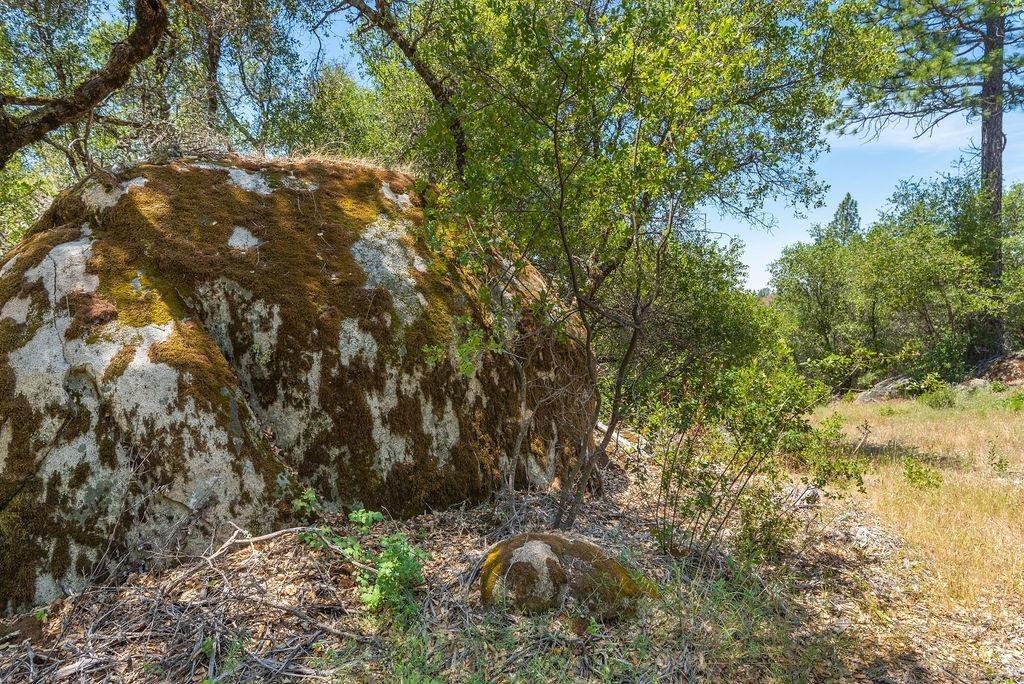 Emigrant Trail, River Pines, California image 8