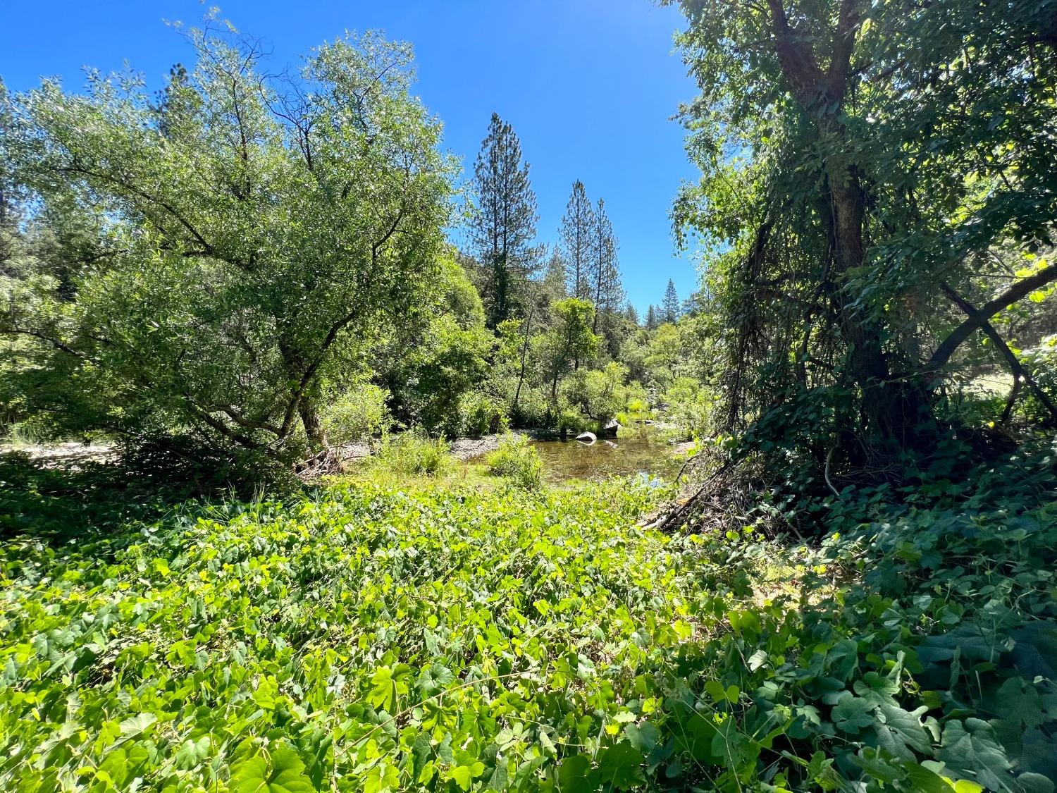 Emigrant Trail, River Pines, California image 11