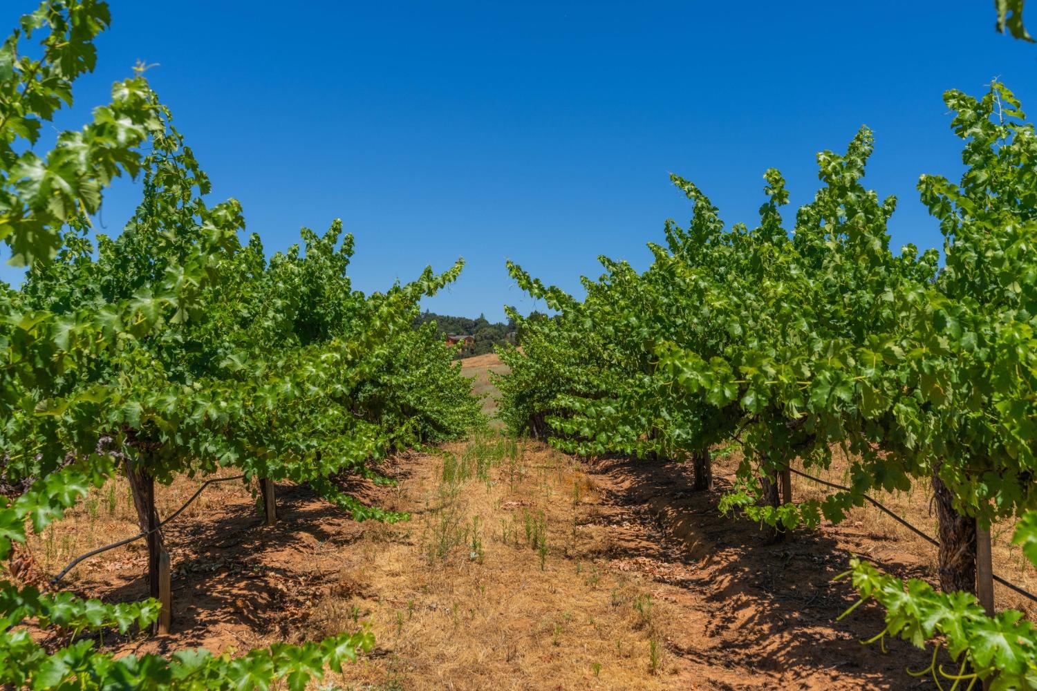 Ostrom Road, Fiddletown, California image 2