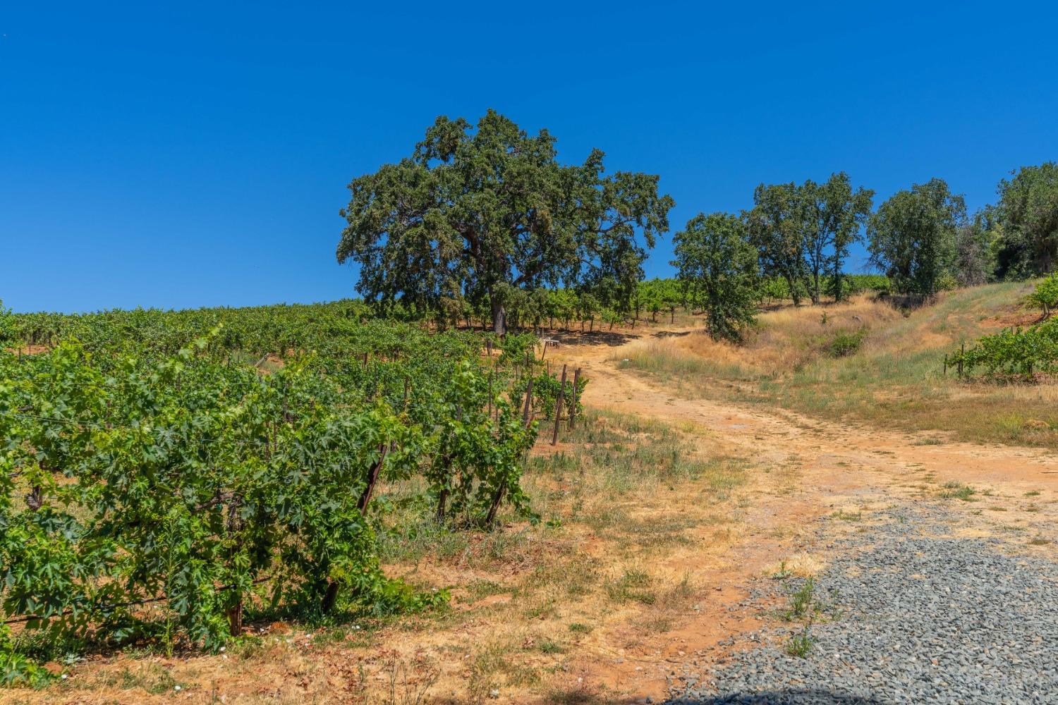 Ostrom Road, Fiddletown, California image 6