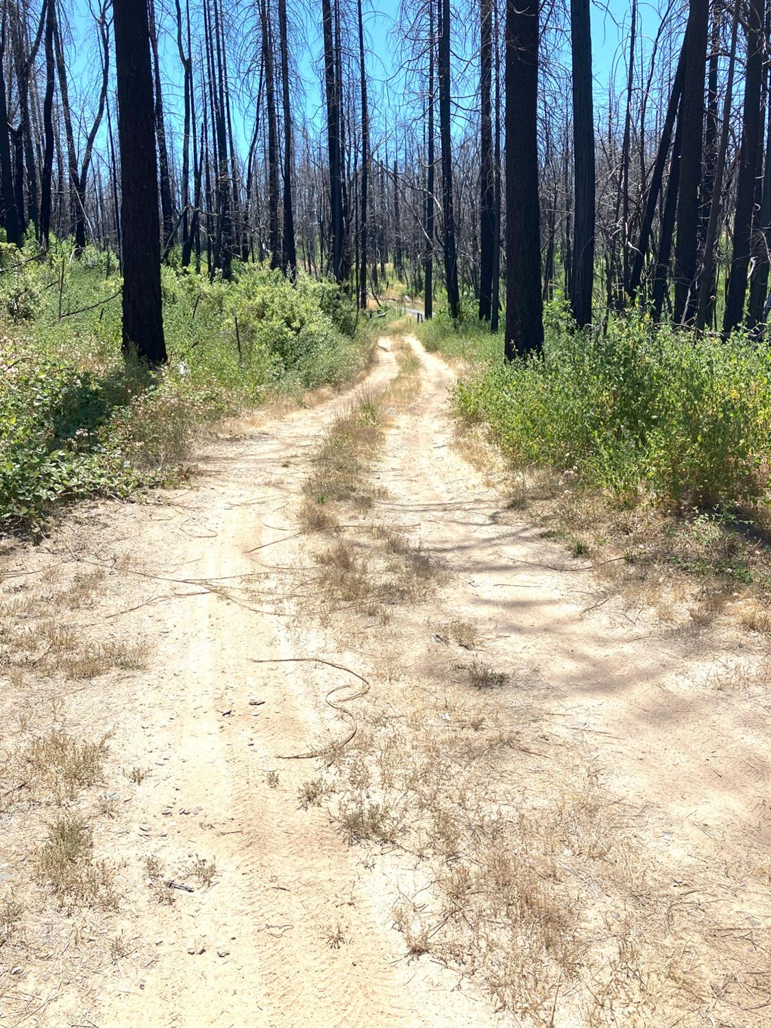 Bromilow Lane, Berry Creek, California image 8