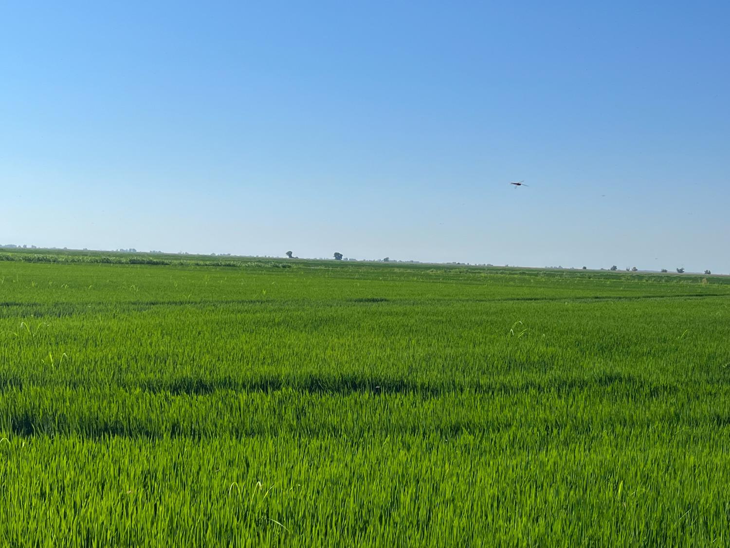 Highway 20, Colusa, California image 2