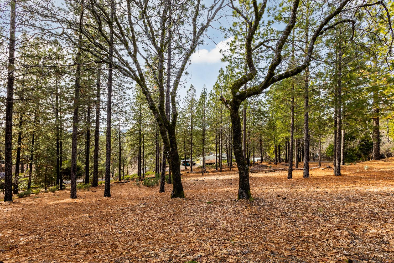 Friar Tuck Road, Grass Valley, California image 1