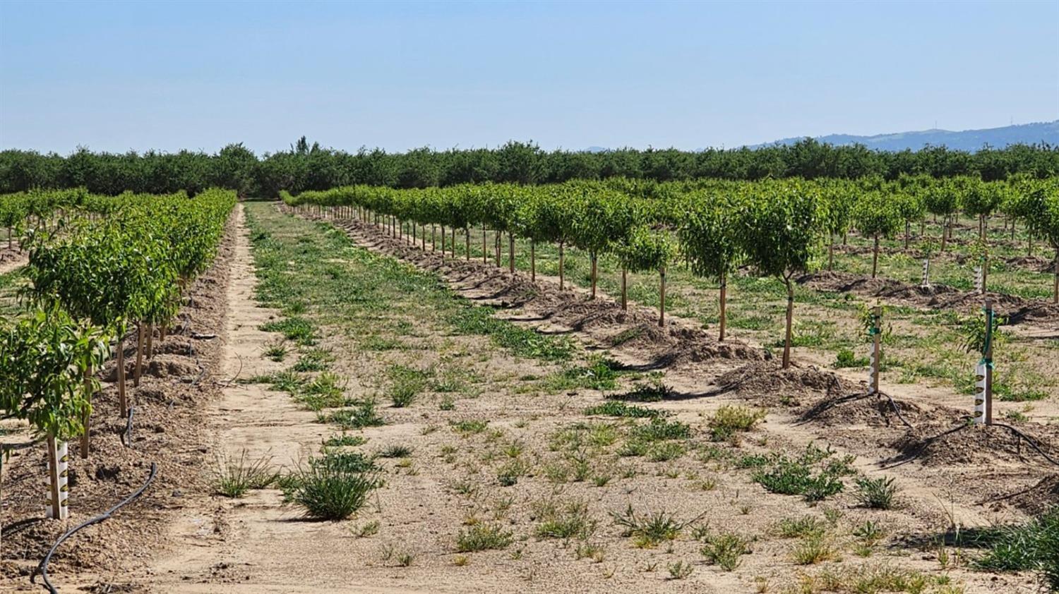 Breuner Road, Arbuckle, California image 5