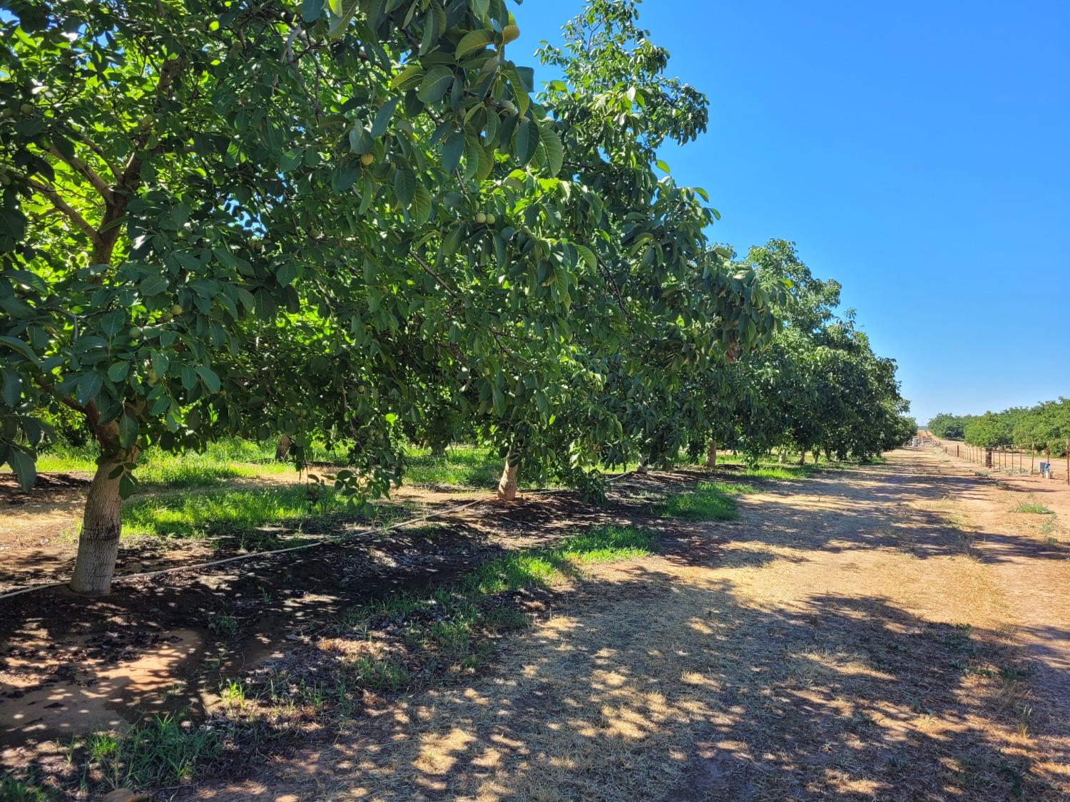 Hwy 59 & Youd Rd., Winton, California image 6