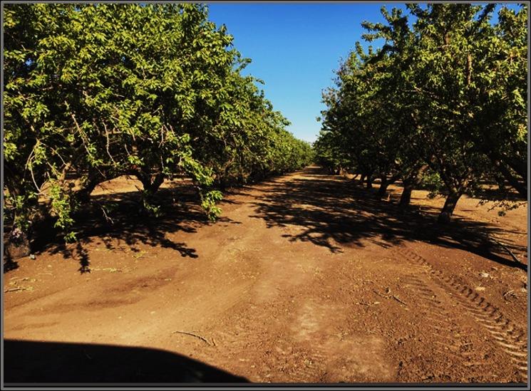 S Cunningham Road, Le Grand, California image 15