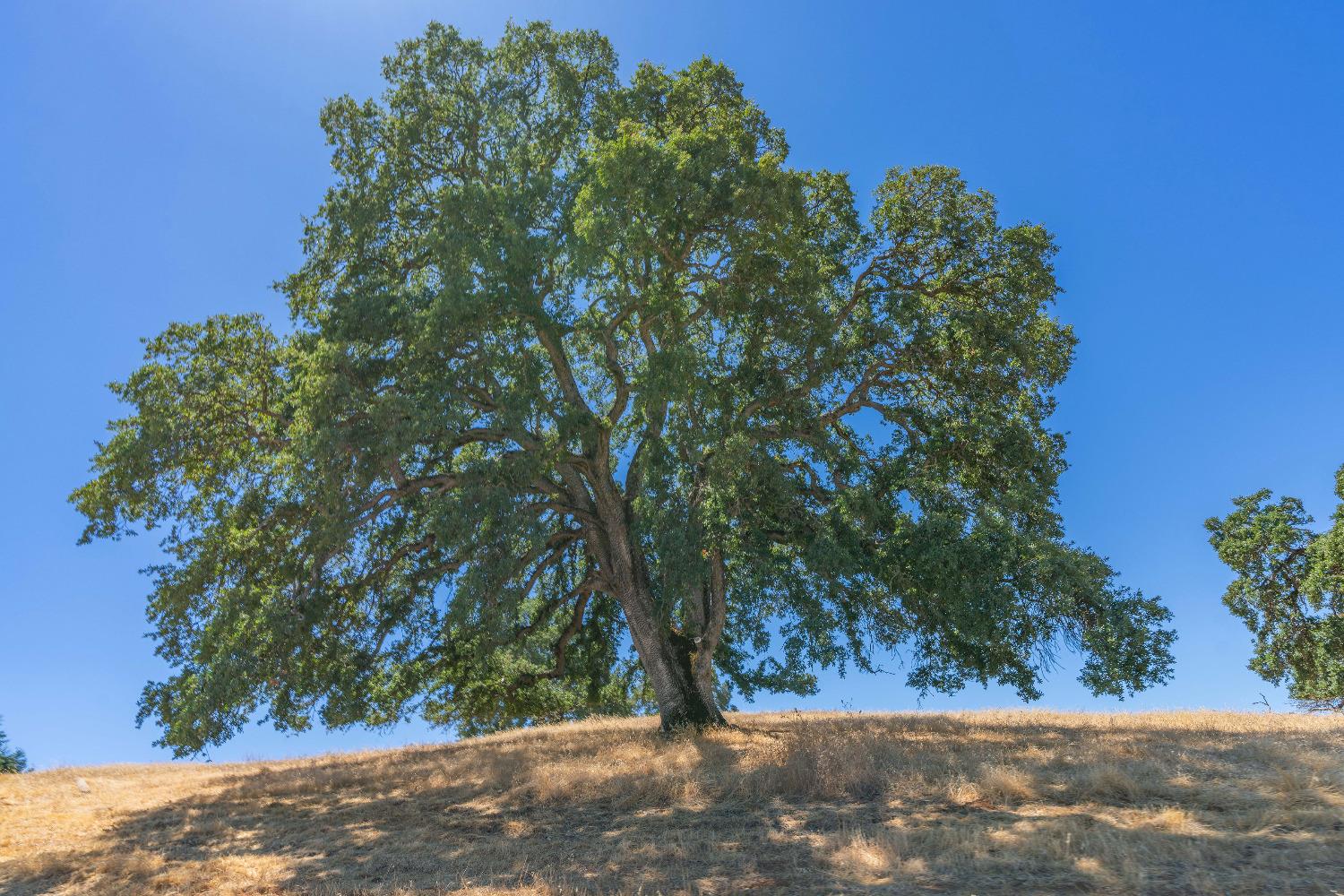 Turner Road, Amador City, California image 36